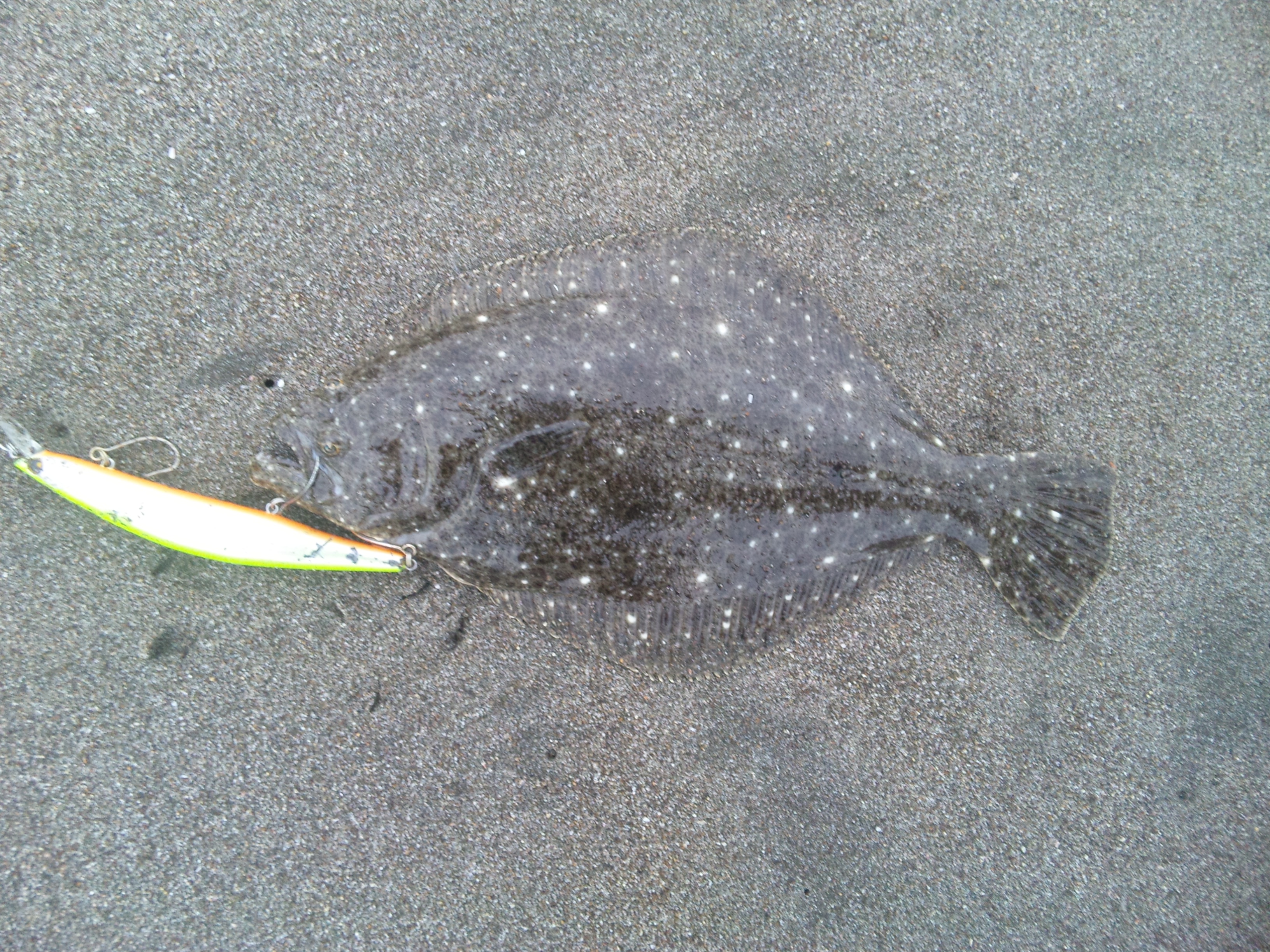 寝坊です 房州魚釣研究所